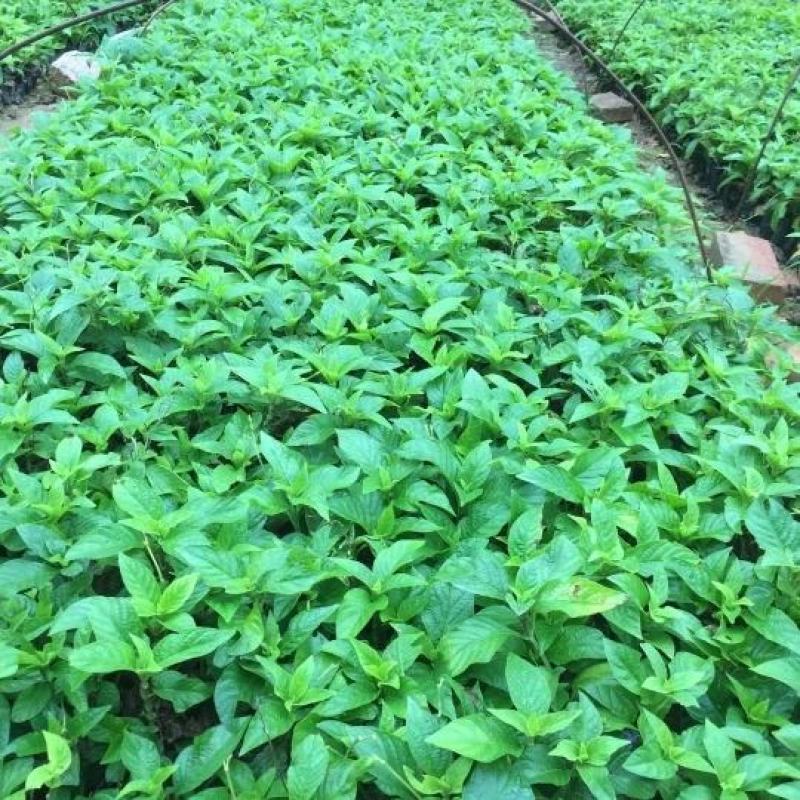 大花芦莉价格红花芦莉基地直供绿化地被大量批发