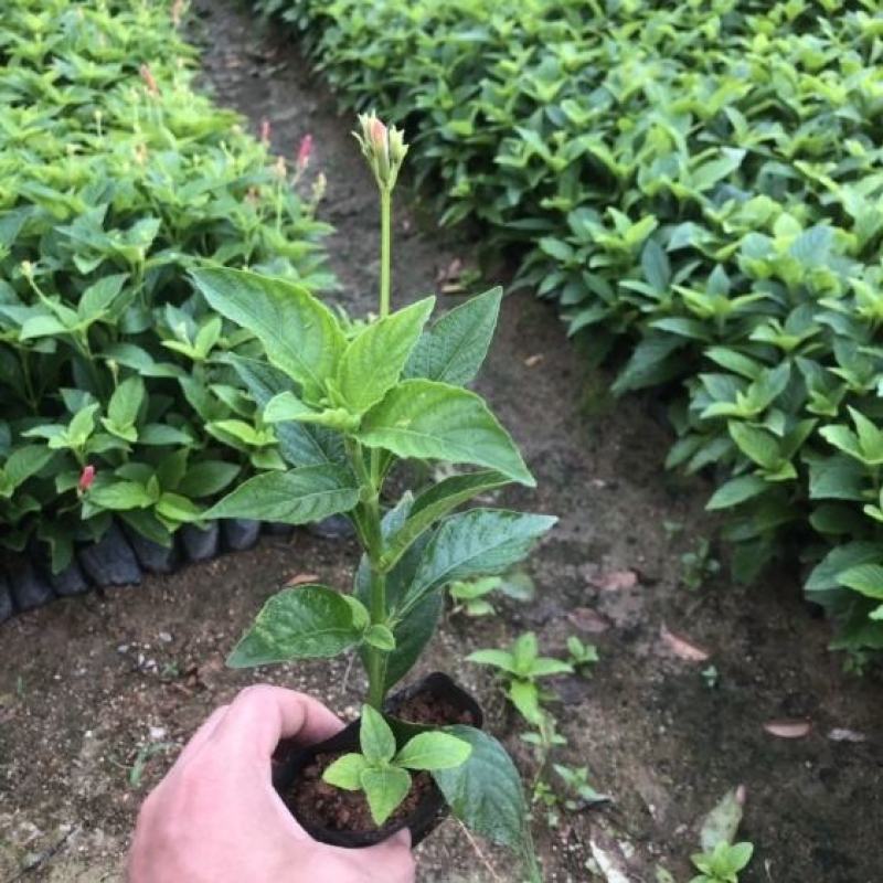 大花芦莉价格红花芦莉基地直供绿化地被大量批发