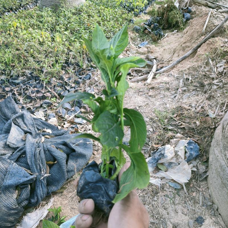 大花芦莉价格红花芦莉基地直供绿化地被大量批发