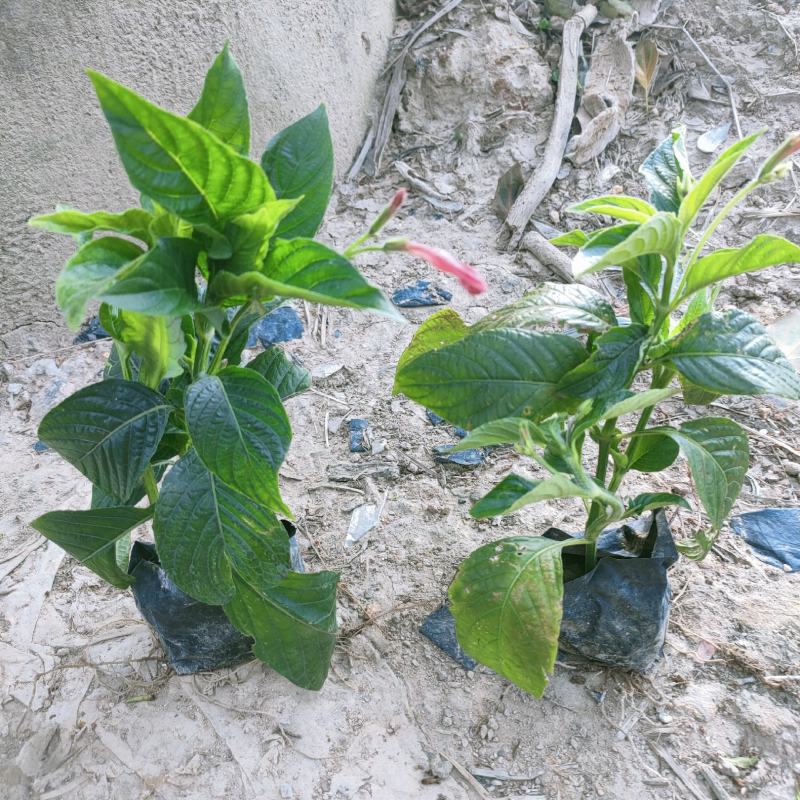 大花芦莉价格红花芦莉基地直供绿化地被大量批发