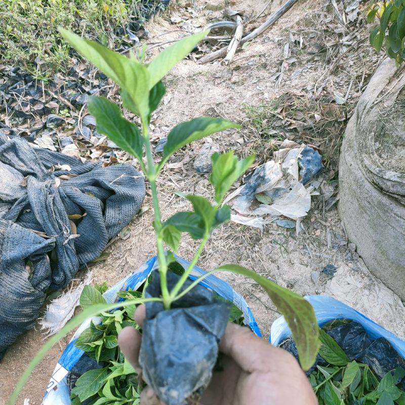 大花芦莉价格红花芦莉基地直供绿化地被大量批发