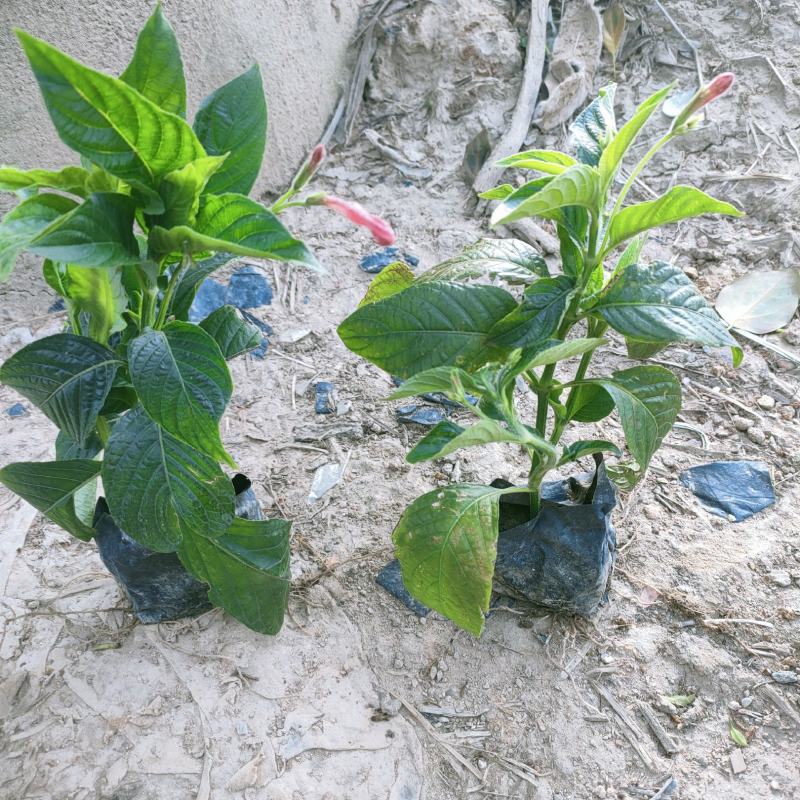 大花芦莉价格红花芦莉基地直供绿化地被大量批发