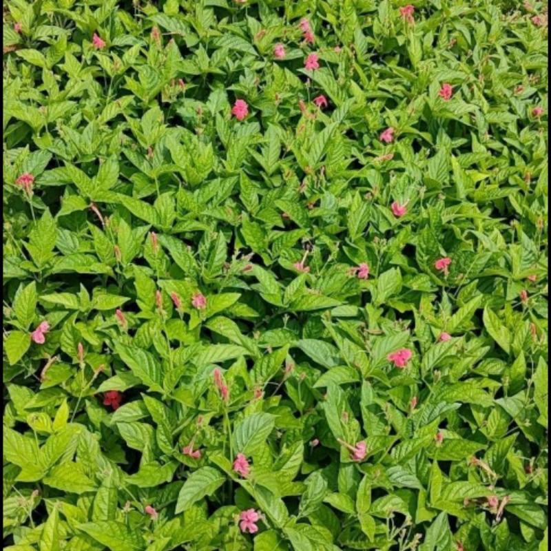 大花芦莉价格红花芦莉基地直供绿化地被大量批发