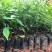 正宗牛大力苗中小叶牛大力薯苗保健药材苗四季可种植带