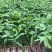 正宗牛大力苗中小叶牛大力薯苗保健药材苗四季可种植带