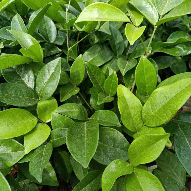 正宗牛大力苗中小叶牛大力薯苗保健药材苗四季可种植带