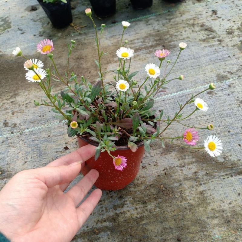 墨西哥飞蓬花苗菊科多年生耐寒耐热宿根植物匍匐垂吊型花卉