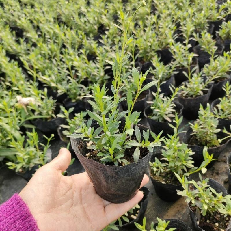 墨西哥飞蓬花苗菊科多年生耐寒耐热宿根植物匍匐垂吊型花卉