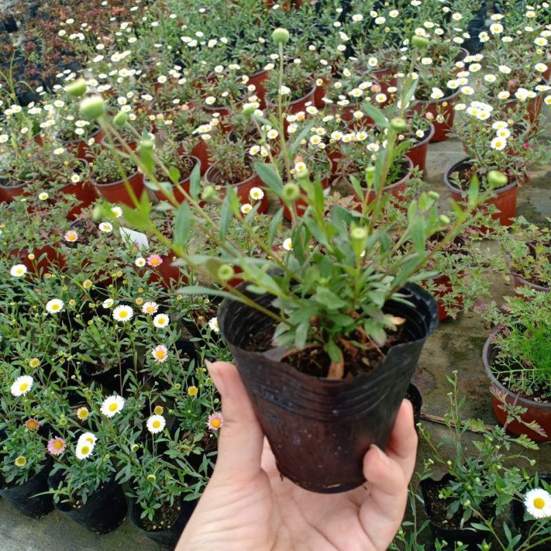 墨西哥飞蓬花苗菊科多年生耐寒耐热宿根植物匍匐垂吊型花卉