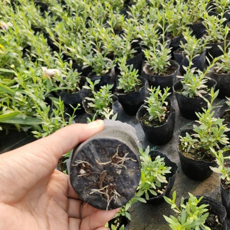 墨西哥飞蓬花苗菊科多年生耐寒耐热宿根植物匍匐垂吊型花卉