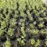 墨西哥飞蓬花苗菊科多年生耐寒耐热宿根植物匍匐垂吊型花卉
