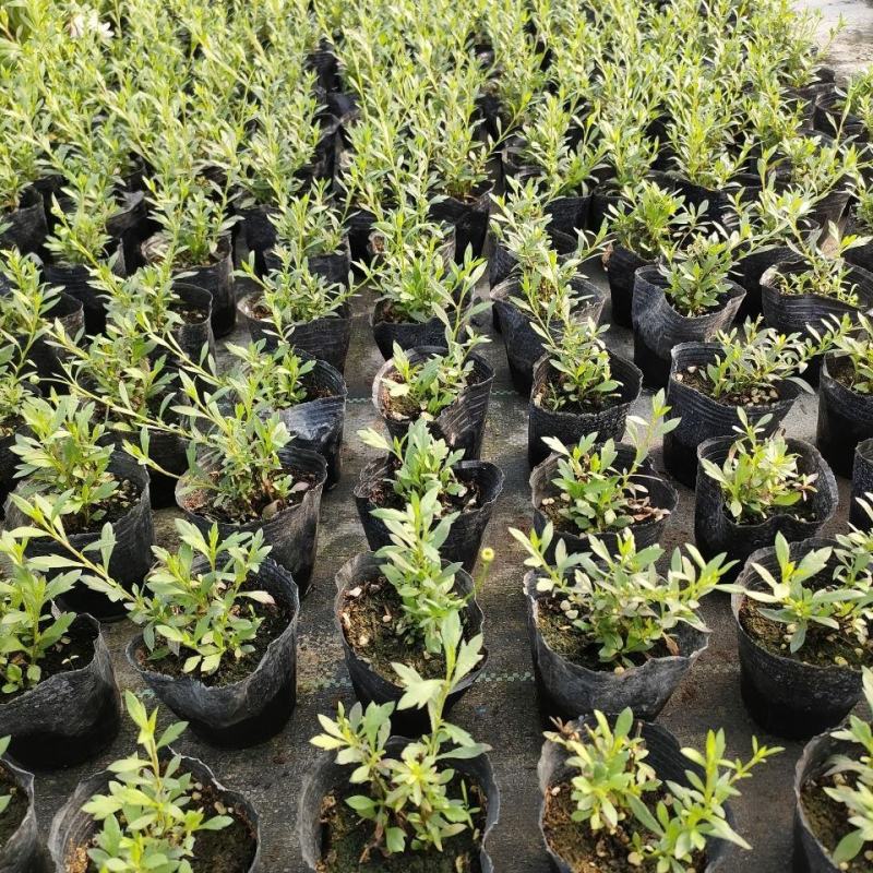 墨西哥飞蓬花苗菊科多年生耐寒耐热宿根植物匍匐垂吊型花卉
