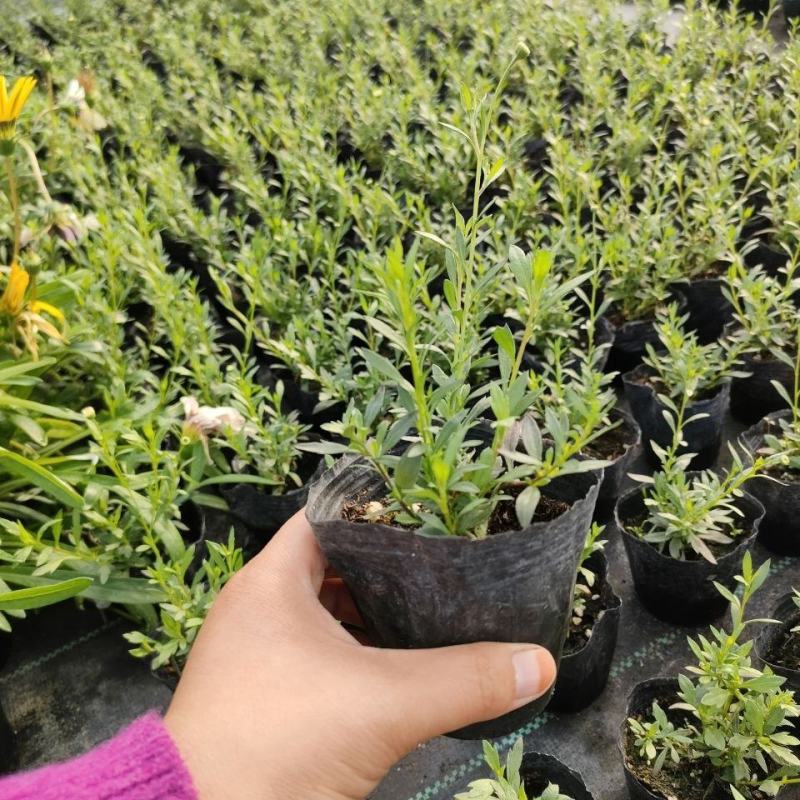 墨西哥飞蓬花苗菊科多年生耐寒耐热宿根植物匍匐垂吊型花卉