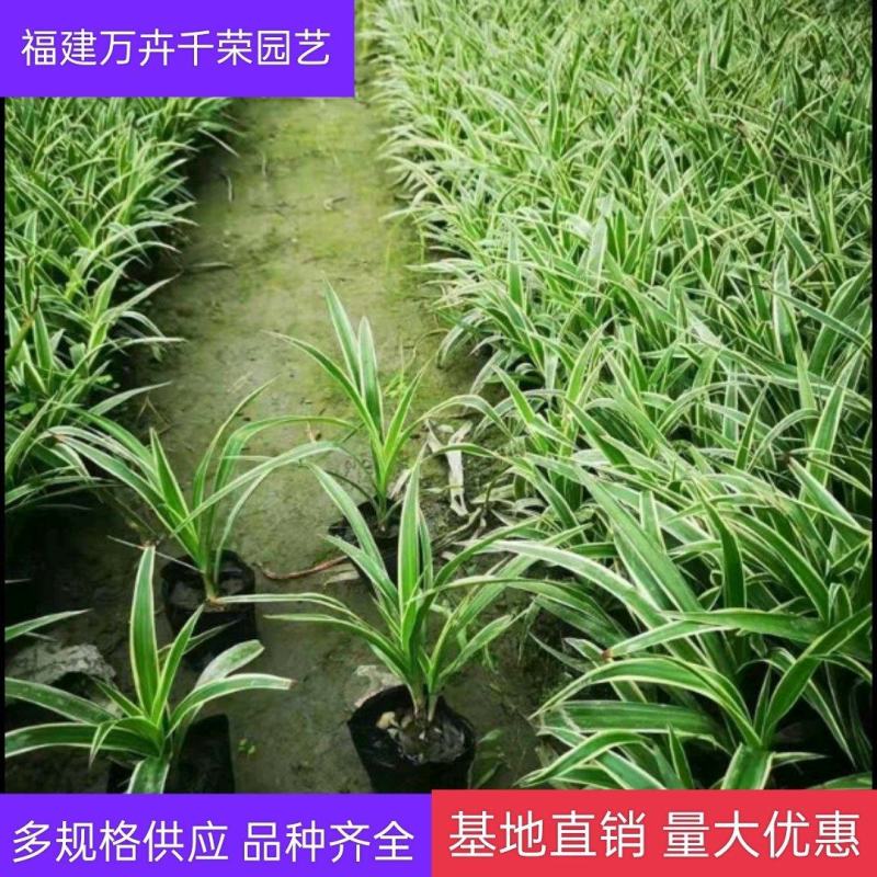 吊兰金边小吊兰福建批发吊兰苗