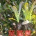 【牛商商家】莴笋苗香笋苗红叶尖莴笋苗基地直供视频看货