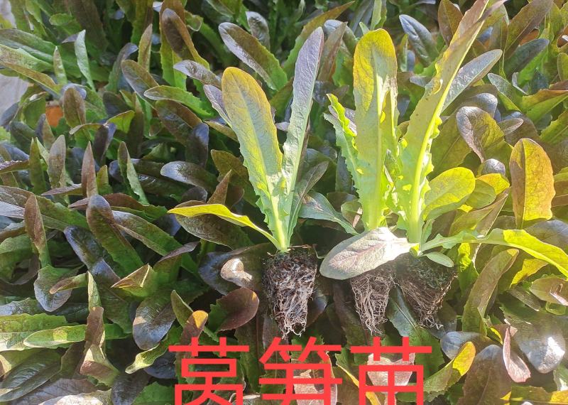 【牛商商家】莴笋苗香笋苗红叶尖莴笋苗基地直供视频看货