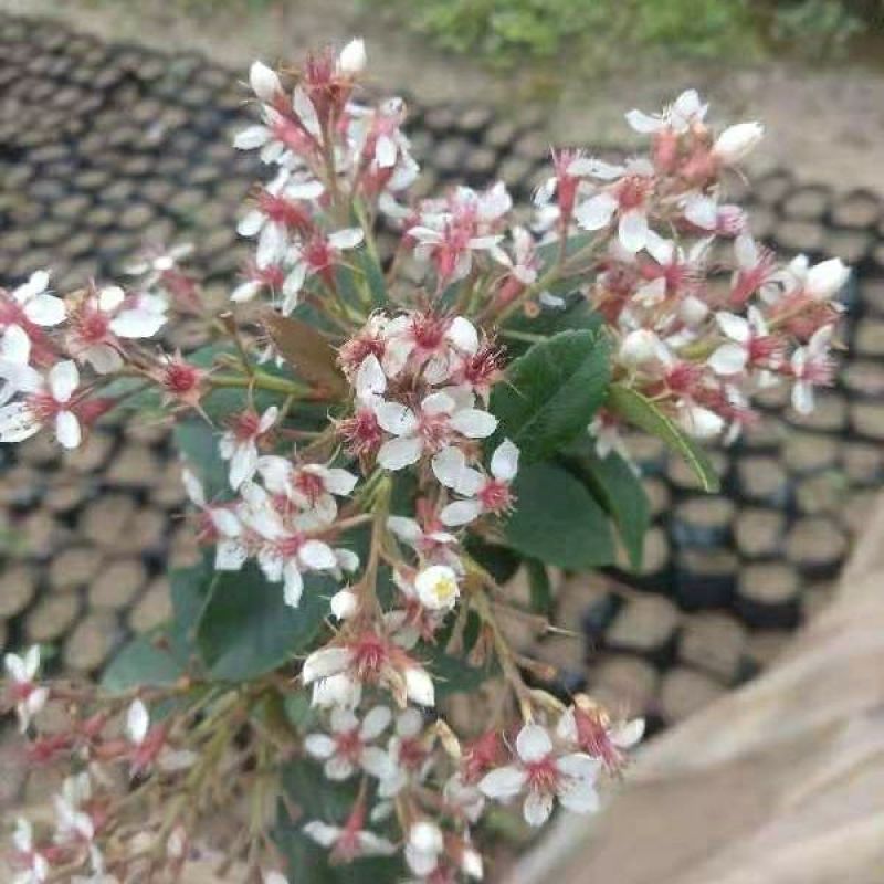 春花车轮梅庭院绿化绿植树苗四季常绿石斑木苗