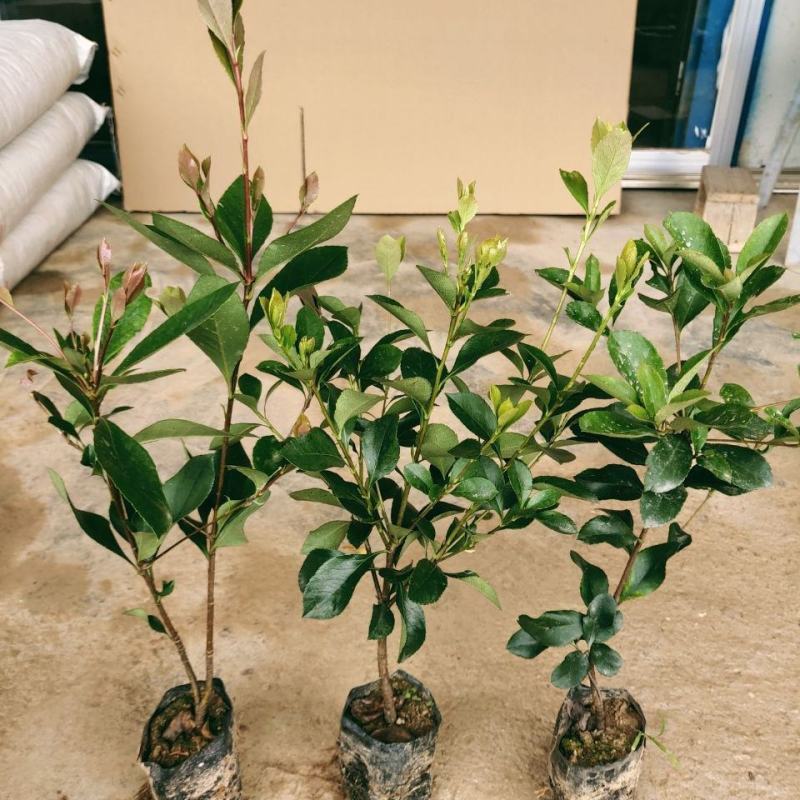 春花车轮梅庭院绿化绿植树苗四季常绿石斑木苗