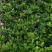 春花车轮梅庭院绿化绿植树苗四季常绿石斑木苗