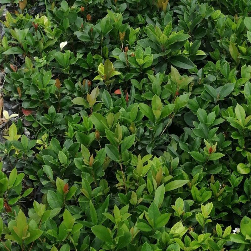 春花车轮梅庭院绿化绿植树苗四季常绿石斑木苗