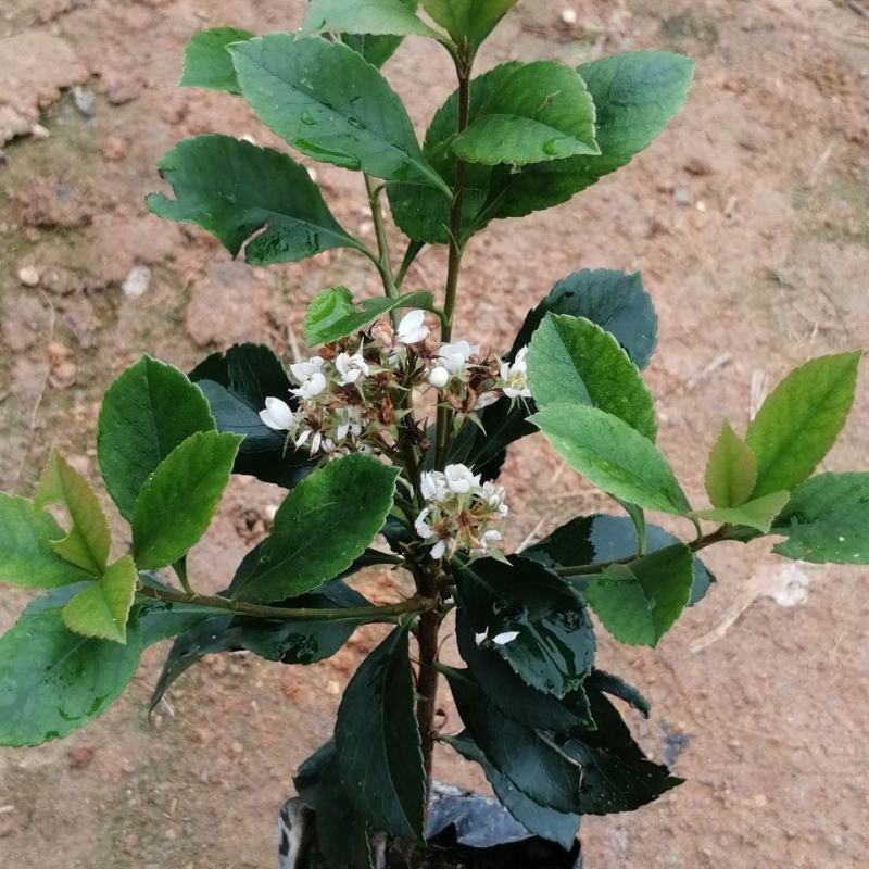 春花车轮梅庭院绿化绿植树苗四季常绿石斑木苗