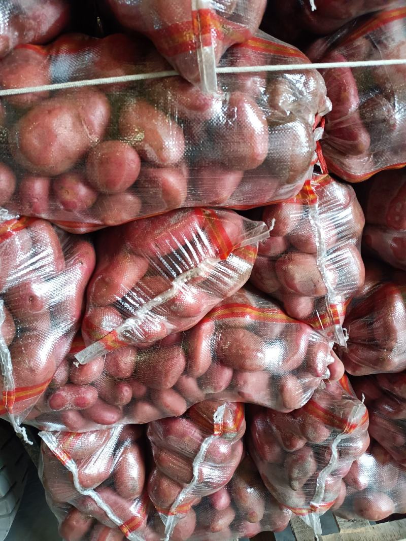 红皮黄心土豆品质保证产地直销欢迎选购