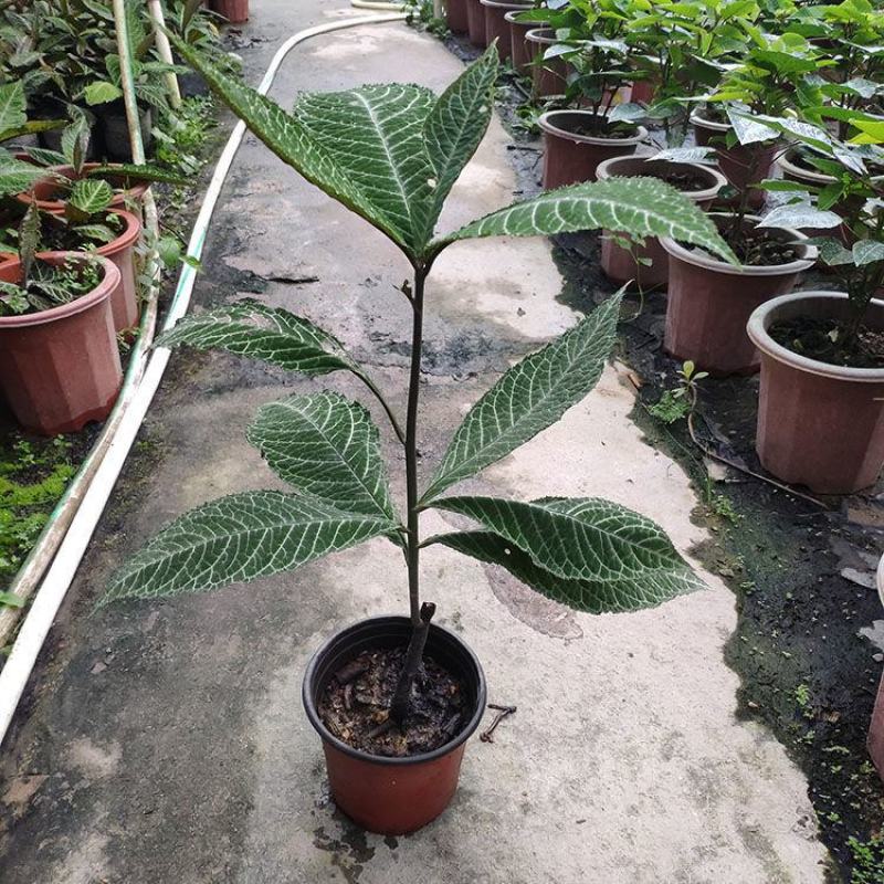 走马胎树苗大小叶紫金牛血枫山鼠山猪药走马风跌打风湿盆栽