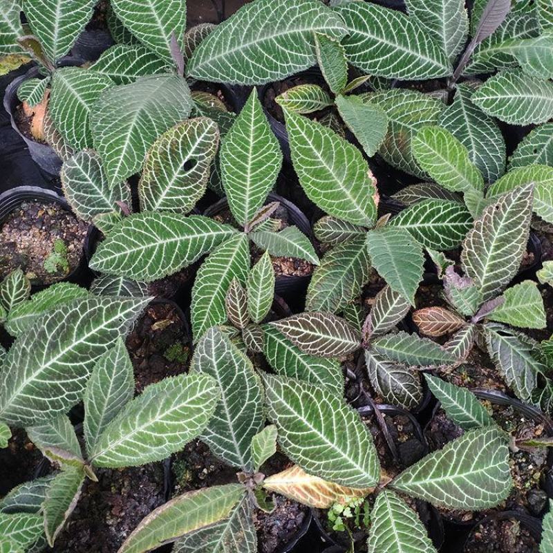 走马胎树苗大小叶紫金牛血枫山鼠山猪药走马风跌打风湿盆栽