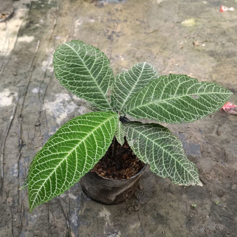 走马胎树苗大小叶紫金牛血枫山鼠山猪药走马风跌打风湿盆栽