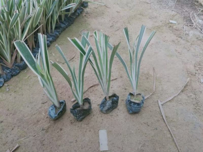 山管兰剪尾山管兰基地直供银边沿阶草种植基地