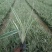 山管兰剪尾山管兰基地直供银边沿阶草种植基地