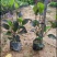 彩叶扶桑扶桑价格红桑福建批发彩叶扶桑农户
