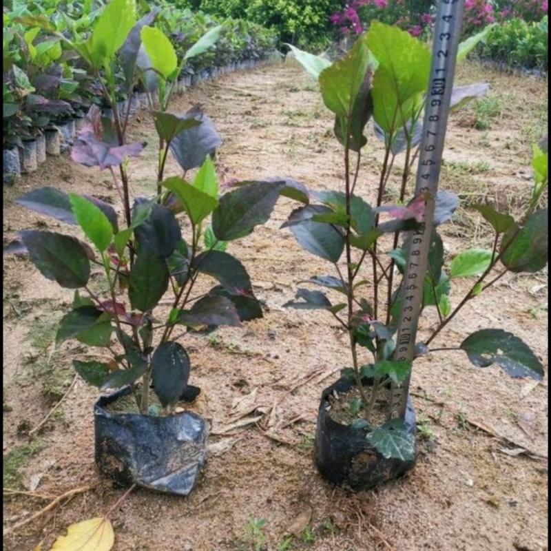 彩叶扶桑扶桑价格红桑福建批发彩叶扶桑农户