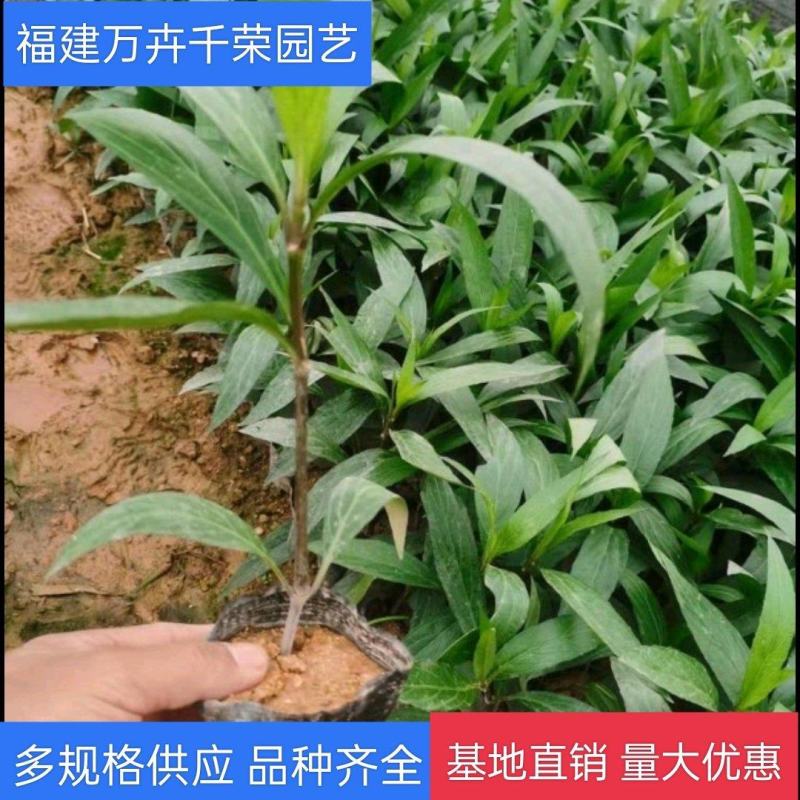 紫花芦莉翠芦莉大量供应芦莉紫花翠芦莉价格
