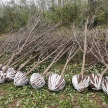 甘肃兰州山杏产地直供，一手货源，支持视频看货，欢迎采购