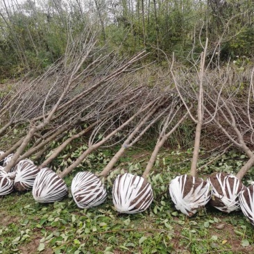 甘肃兰州山杏产地直供，一手货源，支持视频看货，欢迎采购