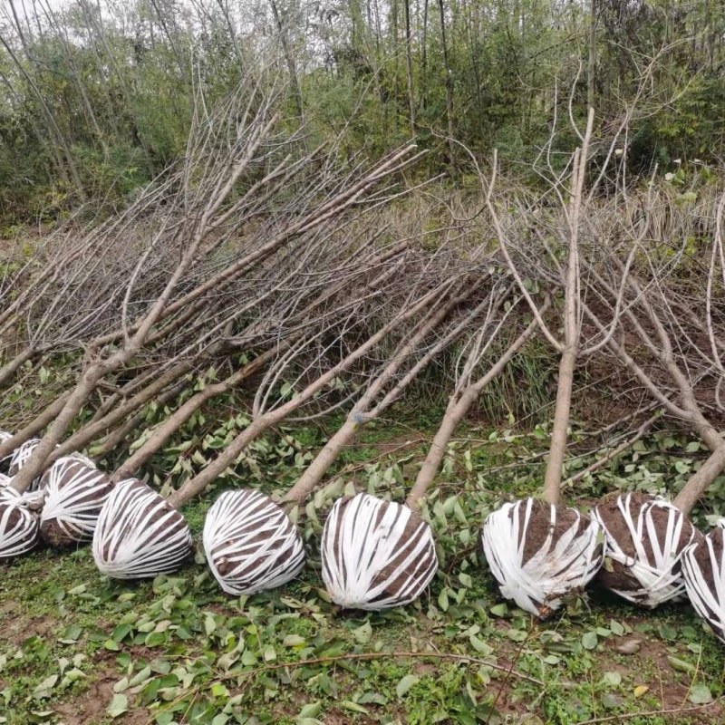 甘肃兰州山杏产地直供，一手货源，支持视频看货，欢迎采购