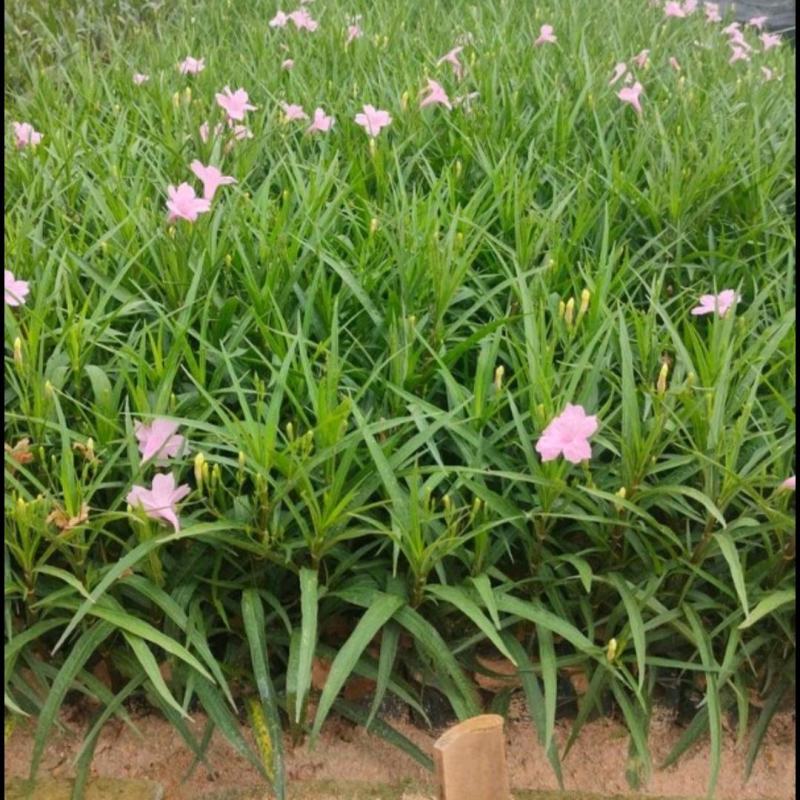 紫花芦莉翠芦莉大量供应芦莉紫花翠芦莉价格
