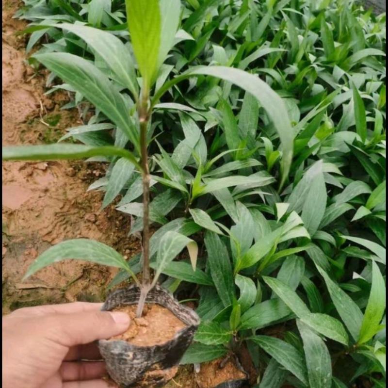 紫花芦莉翠芦莉大量供应芦莉紫花翠芦莉价格