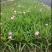 紫花芦莉翠芦莉大量供应芦莉紫花翠芦莉价格