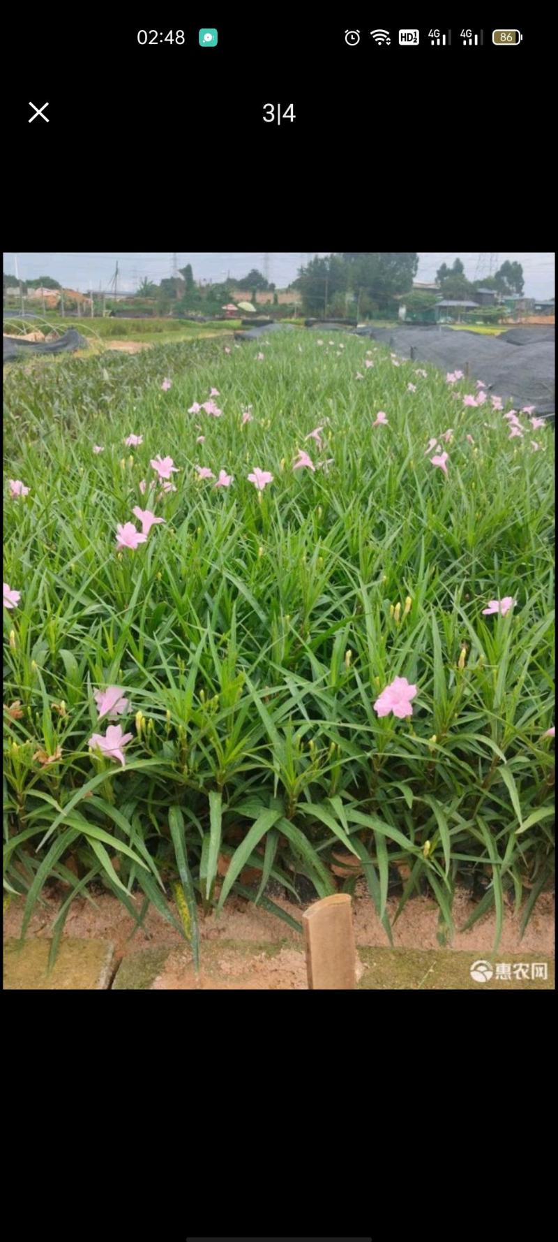 紫花芦莉翠芦莉大量供应芦莉紫花翠芦莉价格