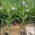 紫花芦莉翠芦莉大量供应芦莉紫花翠芦莉价格