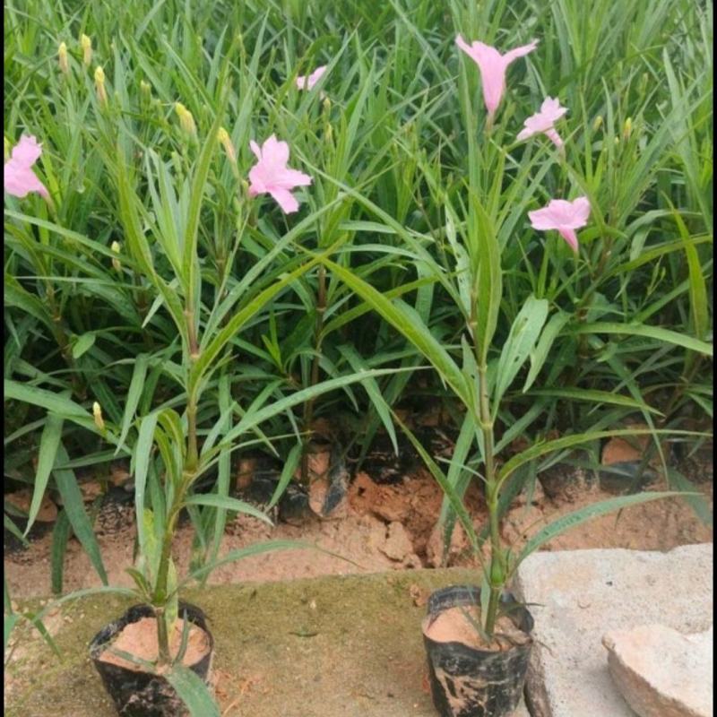 紫花芦莉翠芦莉大量供应芦莉紫花翠芦莉价格