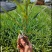 紫花芦莉翠芦莉大量供应芦莉紫花翠芦莉价格