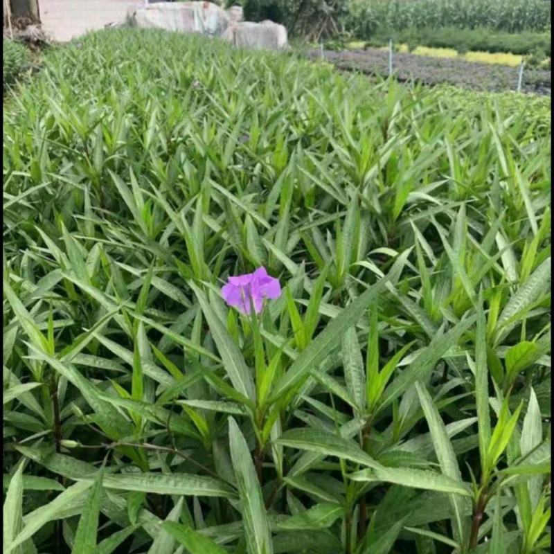 紫花芦莉翠芦莉大量供应芦莉紫花翠芦莉价格