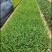紫花芦莉翠芦莉大量供应芦莉紫花翠芦莉价格