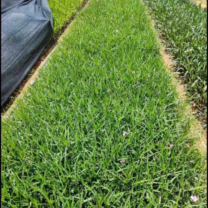 紫花芦莉翠芦莉大量供应芦莉紫花翠芦莉价格