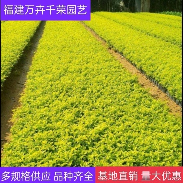 黄金叶各种规格黄心梅黄素梅基地批发