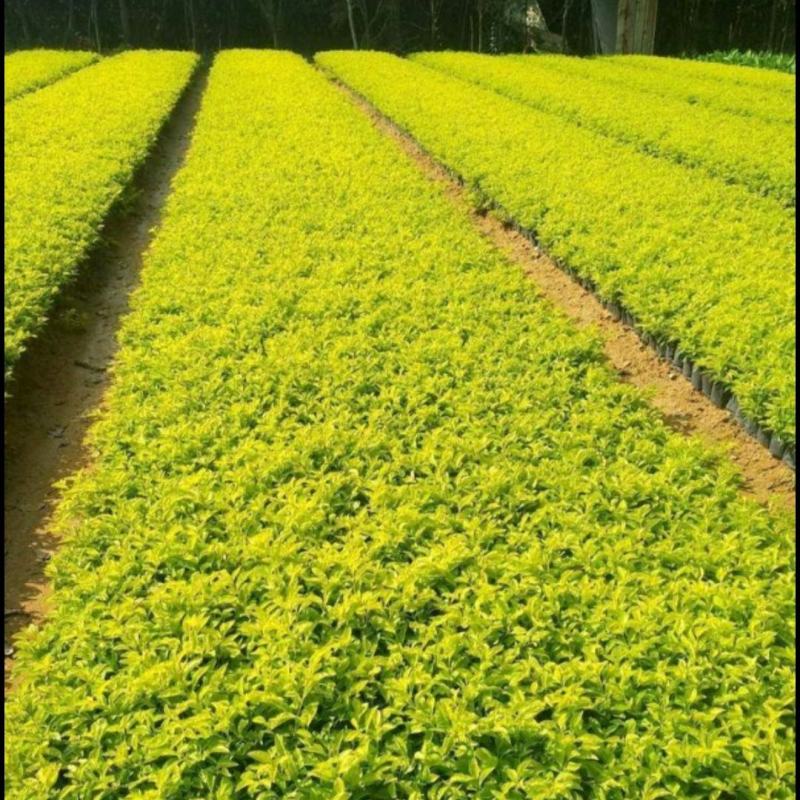 黄金叶各种规格黄心梅黄素梅基地批发