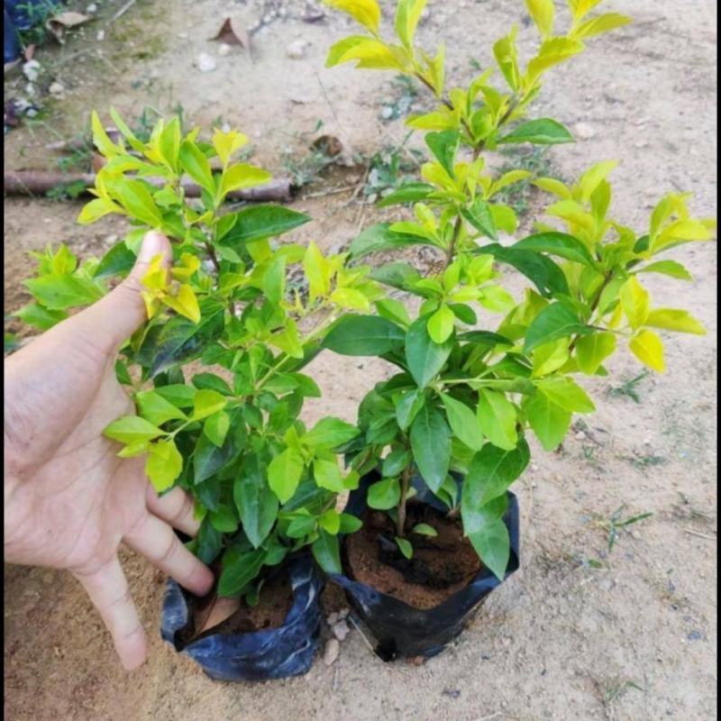 黄金叶各种规格黄心梅黄素梅基地批发